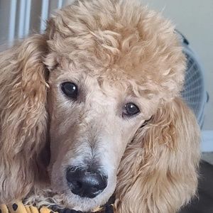 Meet your Posher, Carlos